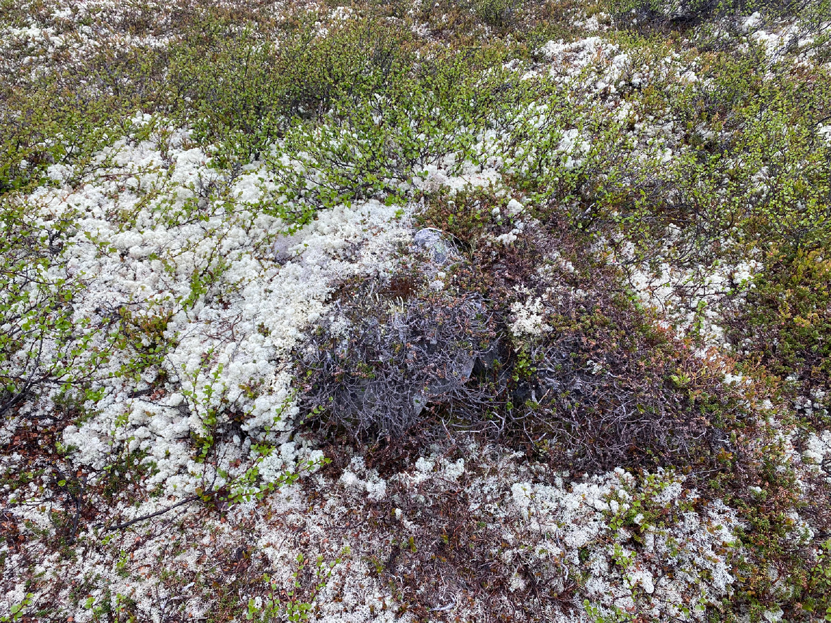 Автор: Богуславский Георгий Михайлович. Место, где находилось гнездо обыкновенной каменки.