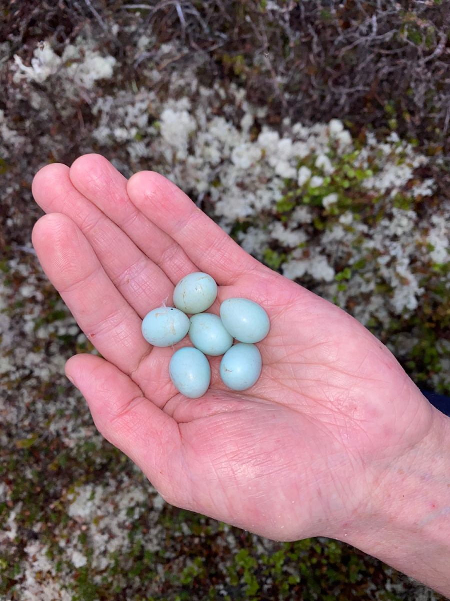 Автор: Богуславский Георгий Михайлович. Кладка обыкновенной каменки на ладони Олега Докучаева.