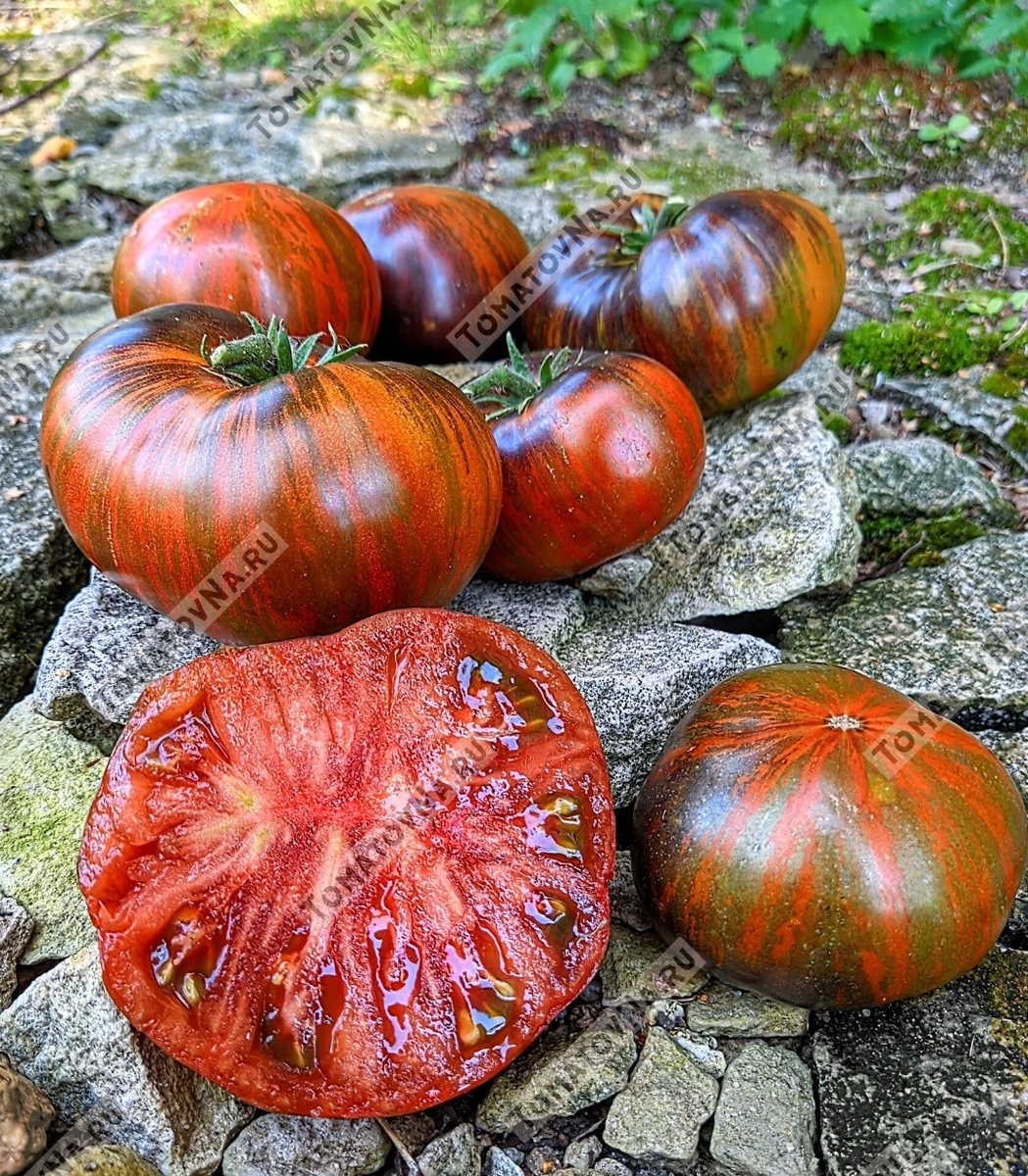 Восторг Диппера, фото из нашего каталога 