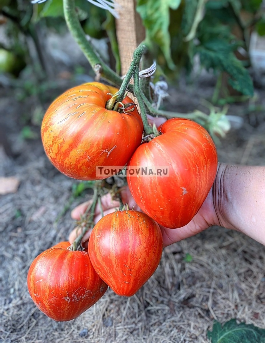 Гном томатный Дедушкино сердце. Фото из нашего каталога 