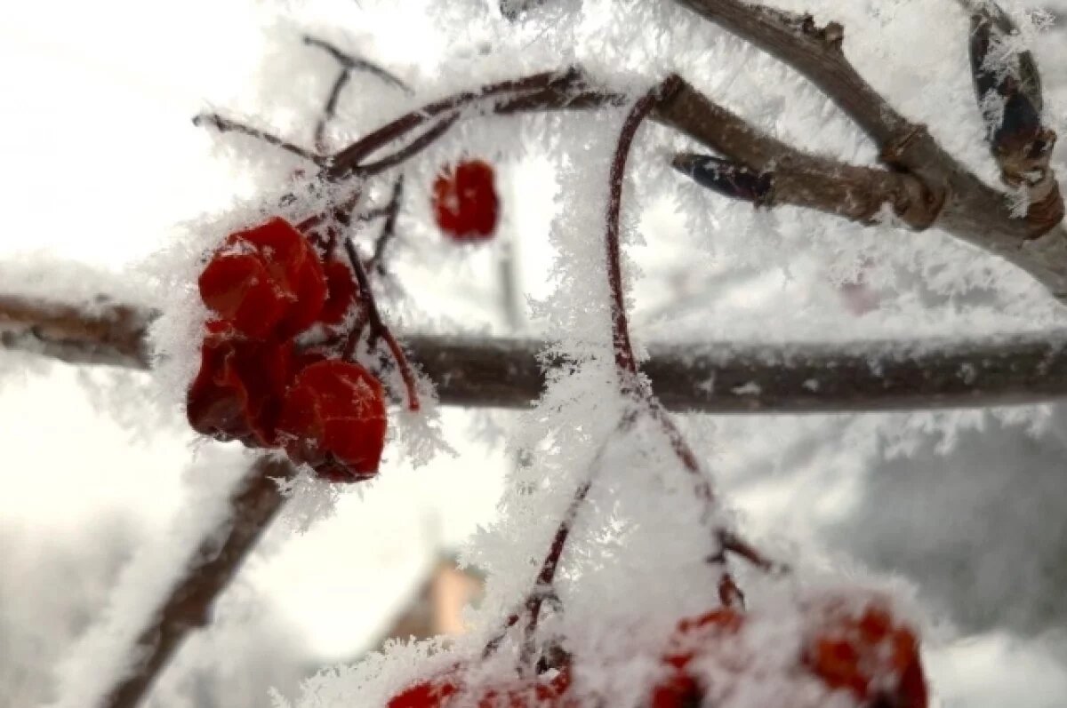    Снегопад и ветер: стала известна погода в Новосибирске на ближайшие дни