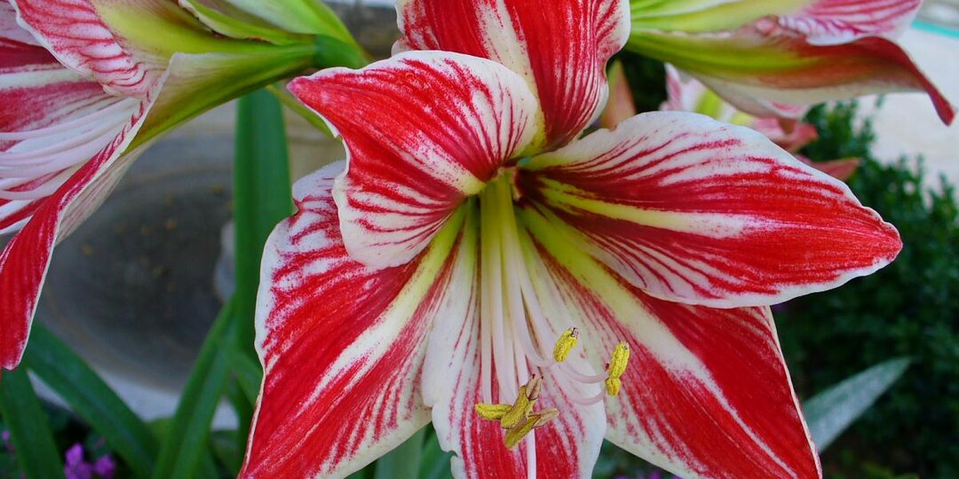 Правила ухода за амариллисом: как добиться пышного цветения