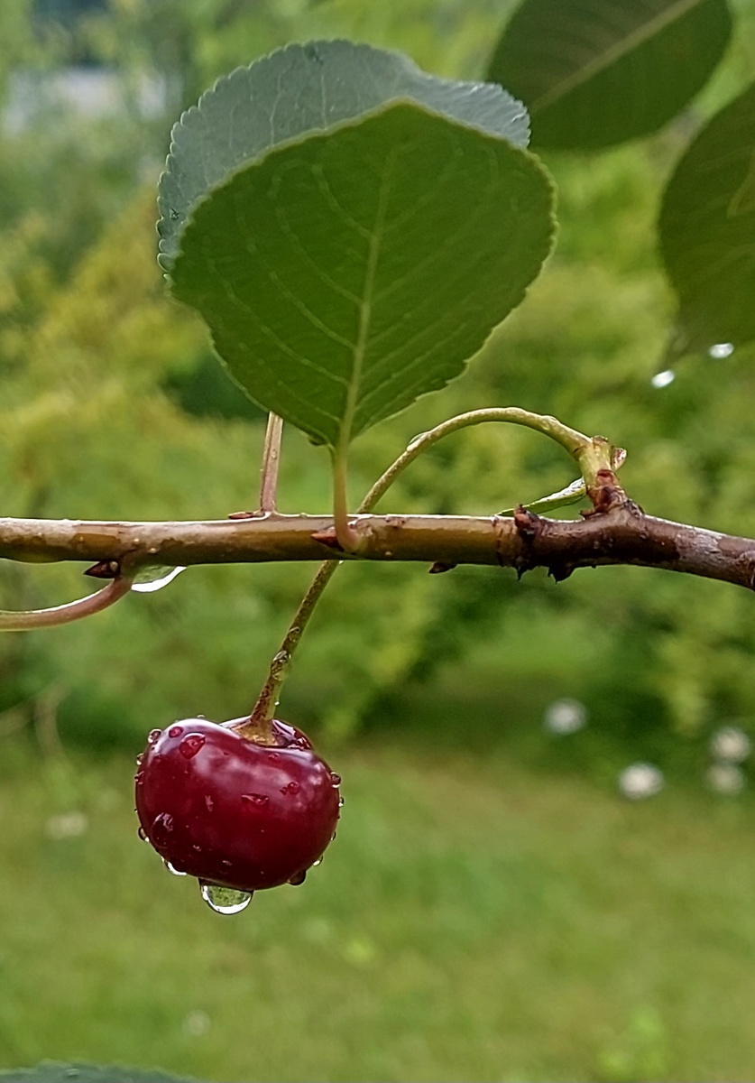 Моя любимая вишня