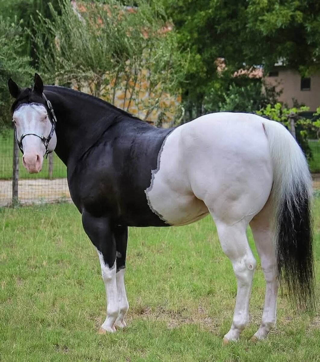 Уникальные породы лошадей!🐎