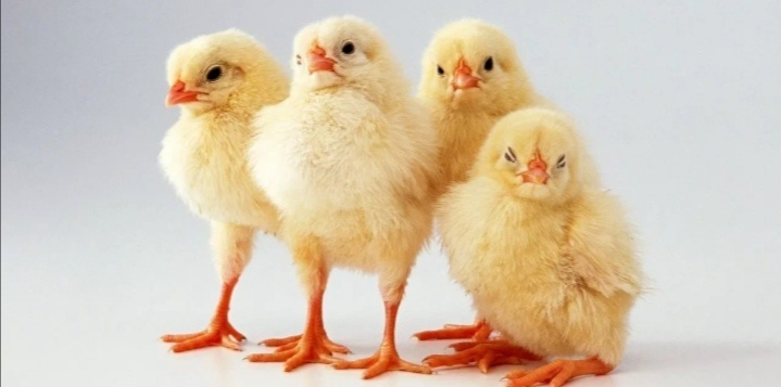 Картинка из сети, но мои были очень похожи на этих. 