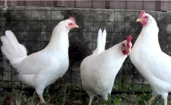 Картинка из сети, но примерно такие выросли, здесь два петрушка и курочка. 