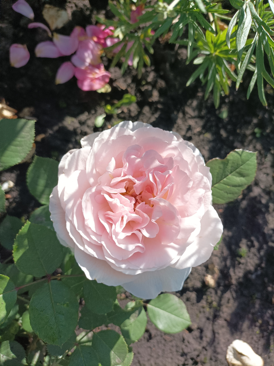 Marchenzauber, посадка осень 2024, июль 2024 г, саженец из Нью-Джерси