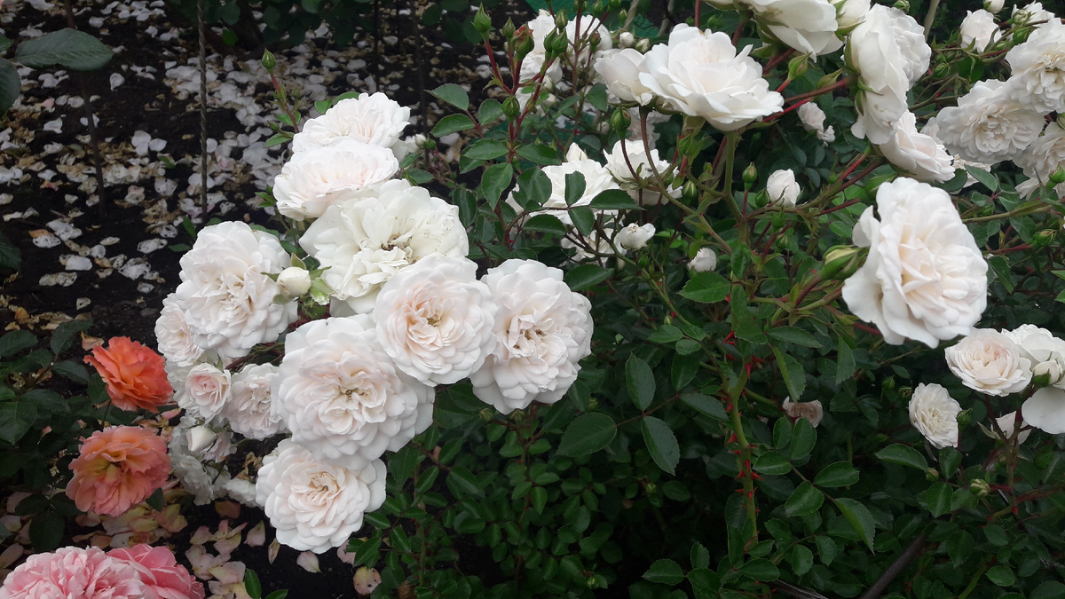 Swany/Свани, почвопокровная