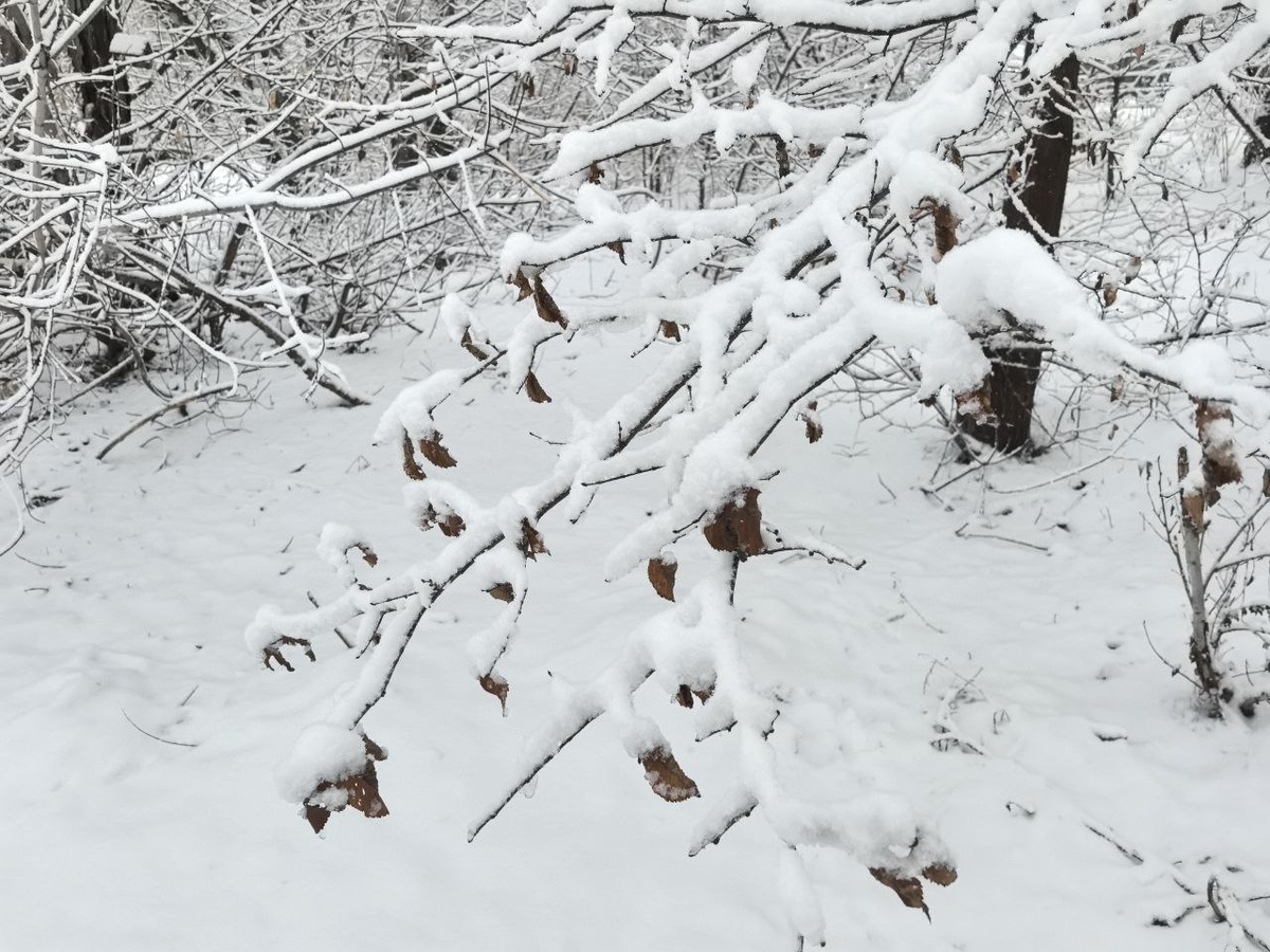 Ожидается −5...−4 градуса мороза.  Фото: Фото: ФедералПресс / Ксения Кобалия