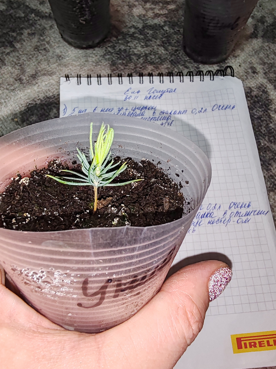 Голубая ель. 