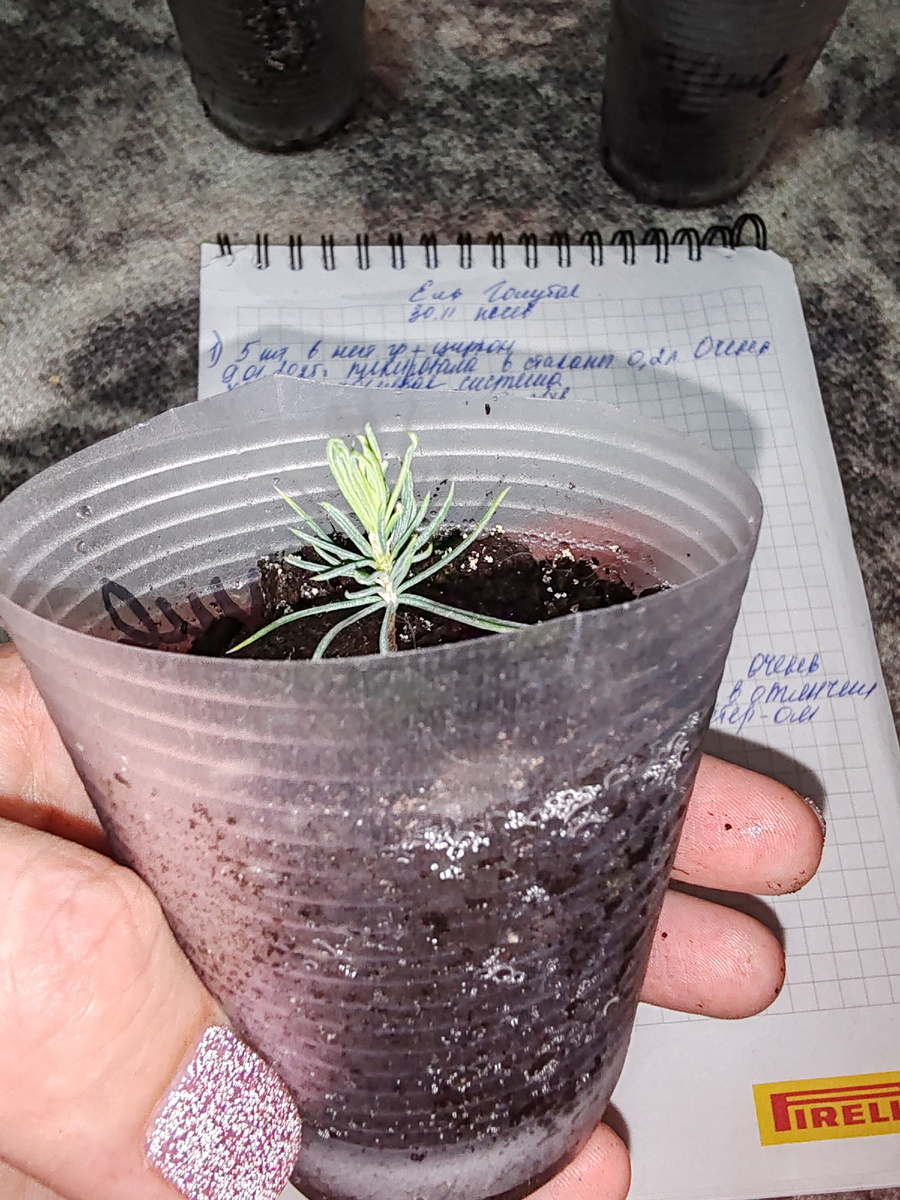 Ель голубая из семян. Фото от 9.02.2025