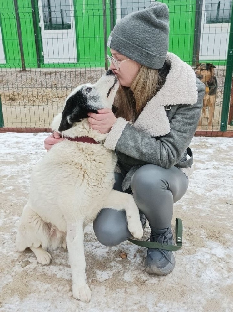     Фото: «Вита» приют для собак Ярославль