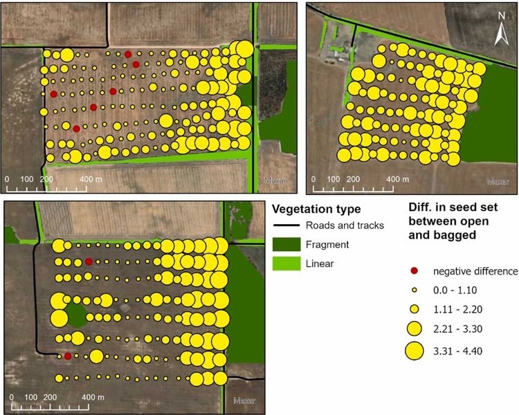     Что означают лесополосы для урожайности рапса
