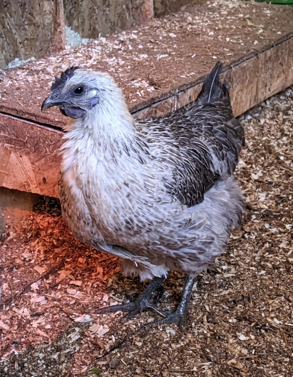 Наша красотка.