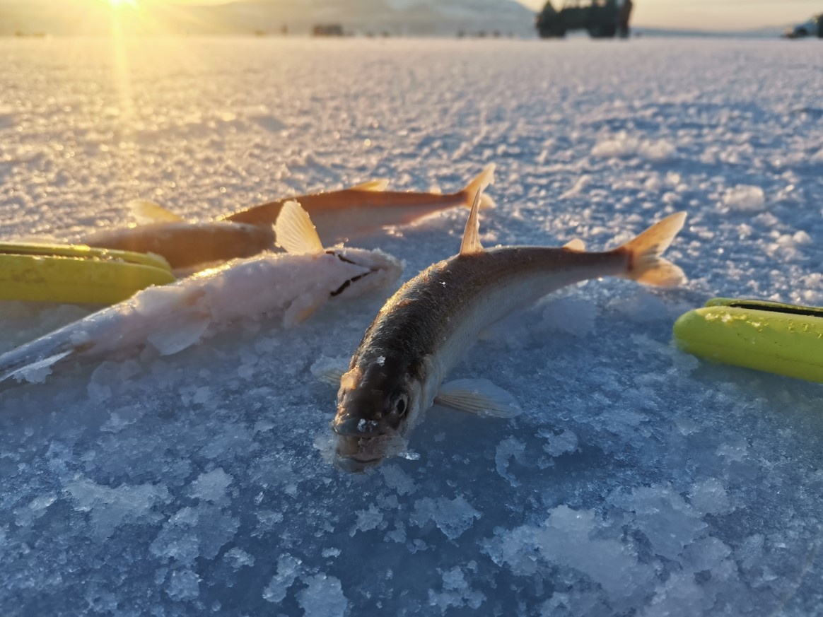 Фото: с сайта Валерия Воробья