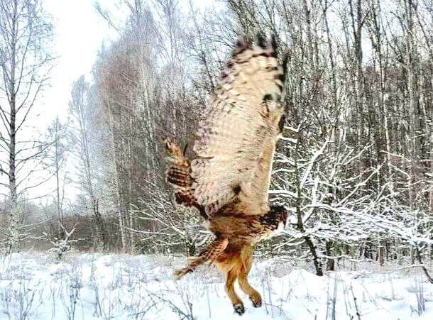    Фото: Росприроднадзор