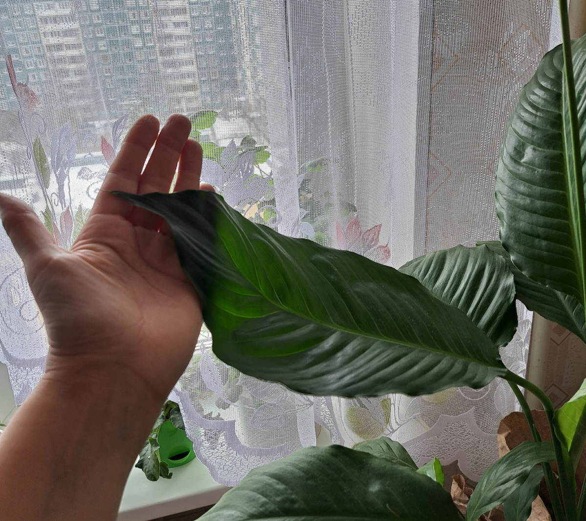 Вот такие листья спатифиллума.