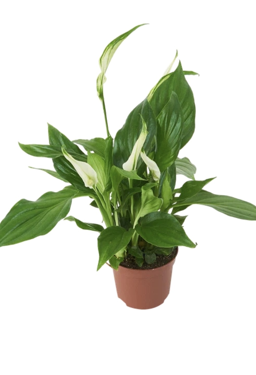 Фото из интернета 