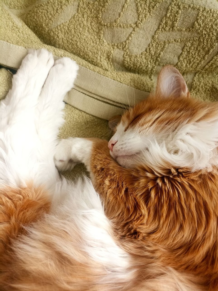 Фото из архива автора. Мурзик может 22 из 24 часов в сутках не поднимать свою попу с дивана