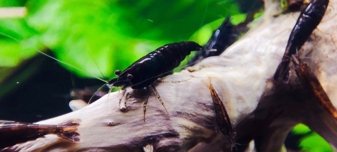 Аквариумная Креветка Черная Роза или Black-Rose