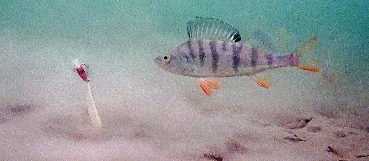 Основным преимуществом является  тройник-подвеска ("бабышка") из ЭВА.  Данная подвеска яркого цвета , имеет нейтральную плавучесть, имитирует Малька или насекомое. Блесна с помощью мелких покачиваний поднимает муть со дна,   это привлекает рыбу. При этих качаниях подвеска движется, имитируя естественную пищу.