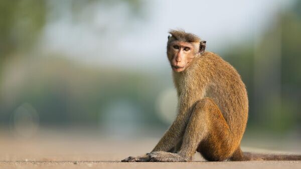    © Getty Images / NurPhoto