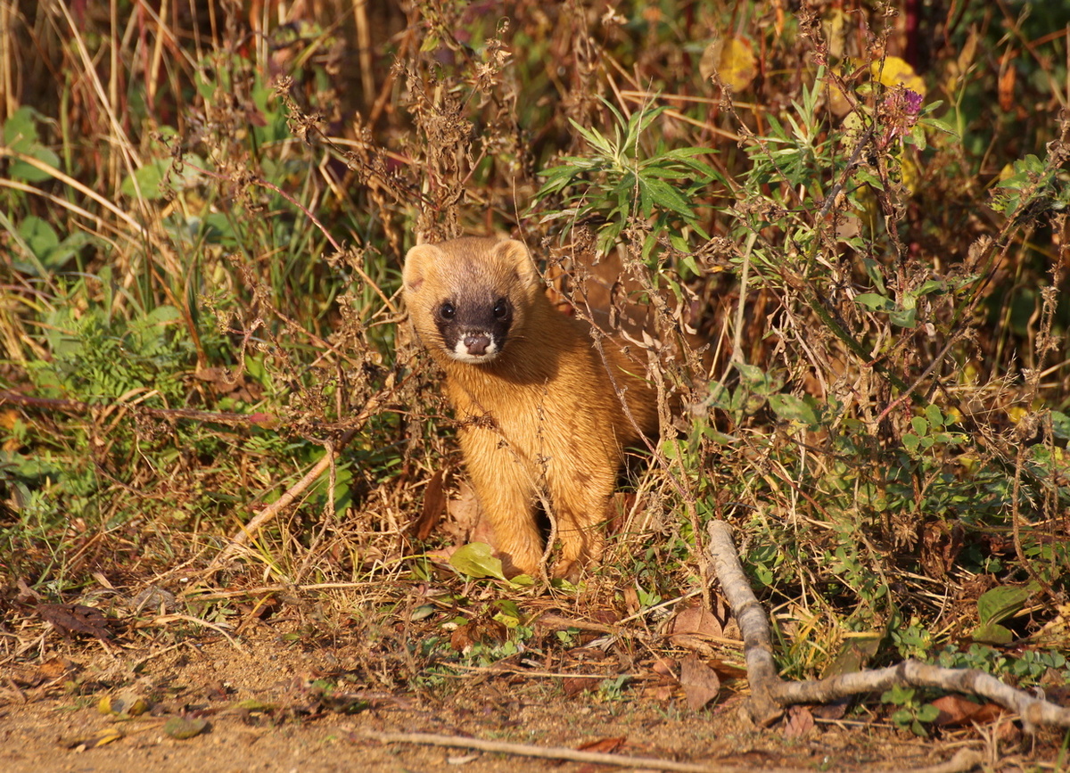  Чаще всего колонка можно наблюдать в густых зарослях высокой травы и кустарников. Нередко поблизости от водоёма. Он может выглянуть на пару секунд и тут же скрыться.