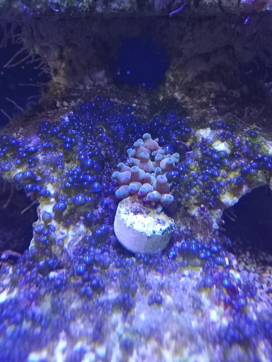 Актиния пузырчатая.