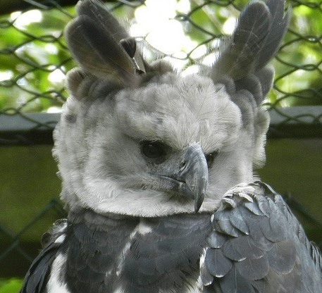 ушки или рожки гарпии