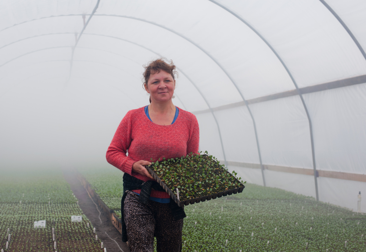 При выборе семян на рассаду учитывайте, где будут расти ваши помидоры и перцы