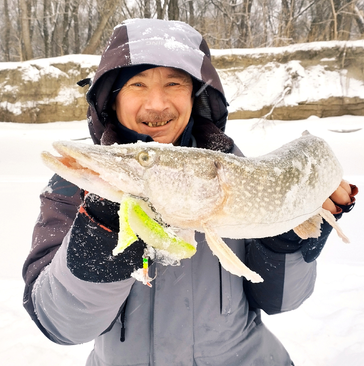 Щука поймана на виброхвост Keitech Easy Shiner 6.5" с оснасткой Подлёдный джиг. Фото автора Калачева А.В.
