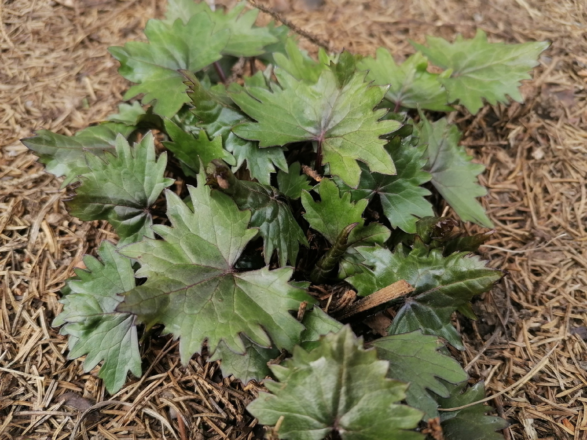 Бузульник Фишера (Ligularia fischerii) в апреле в нашем саду на даче. Фото автора @Маша Генералова