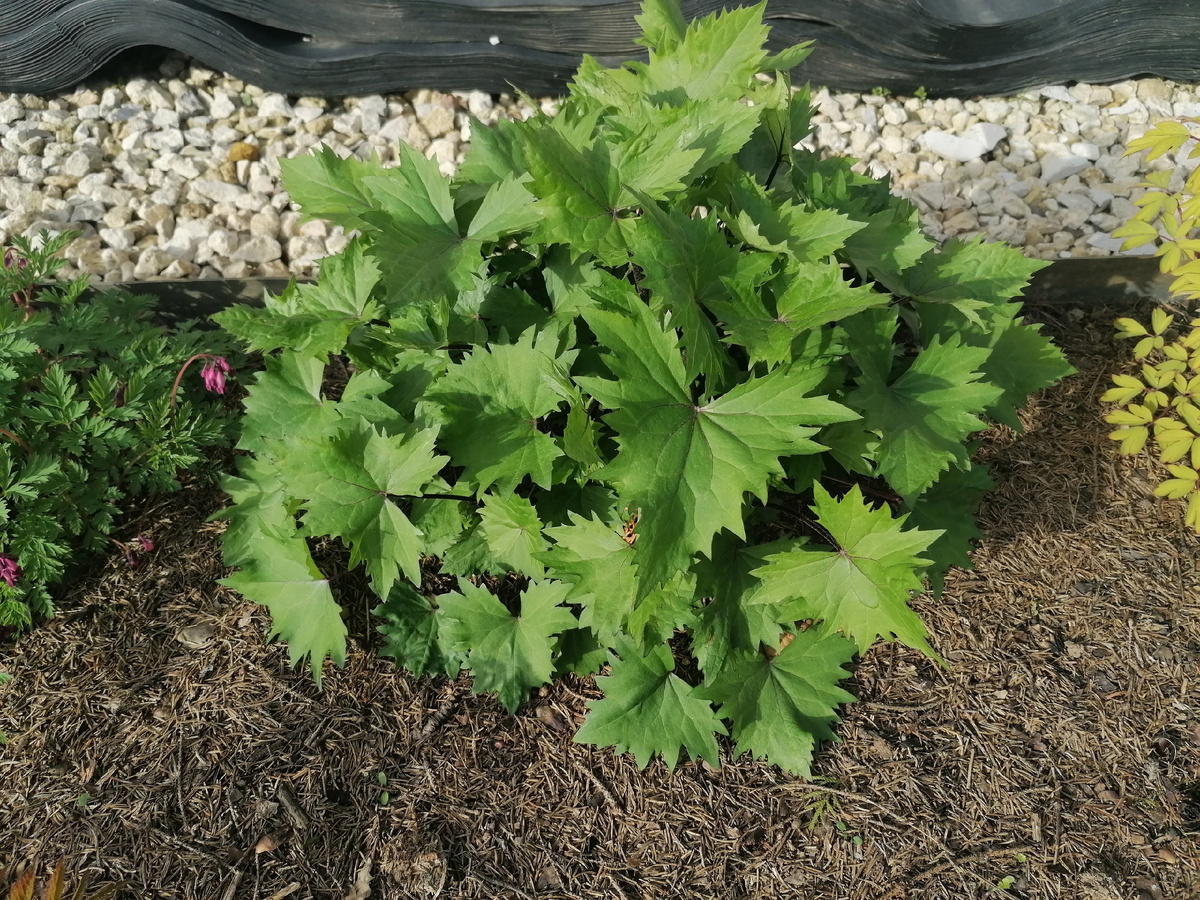 Бузульник Фишера (Ligularia fischerii) в апреле в нашем саду на даче. Фото автора @Маша Генералова