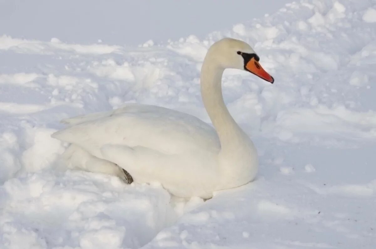    Волгоградцев просят помочь в спасении лебедей с покрывшегося льдом озера
