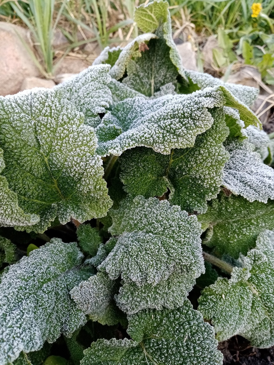 Иней в октябре.