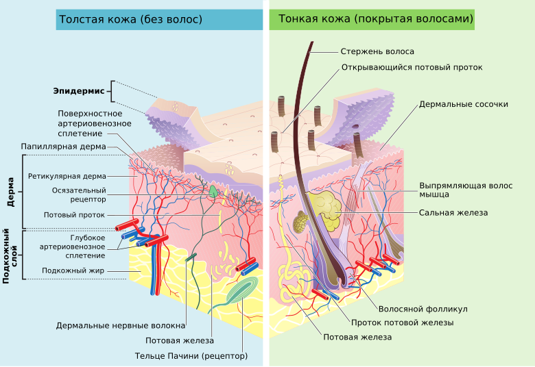 Фото: учебник анатомии. Строение кожи.