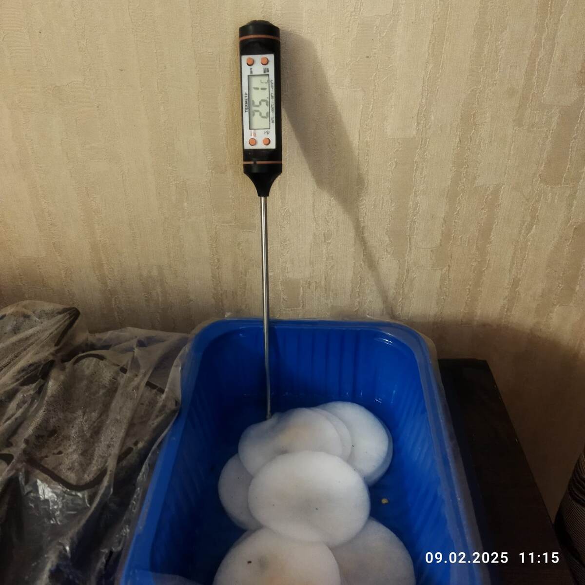 Замочила семена острого перца