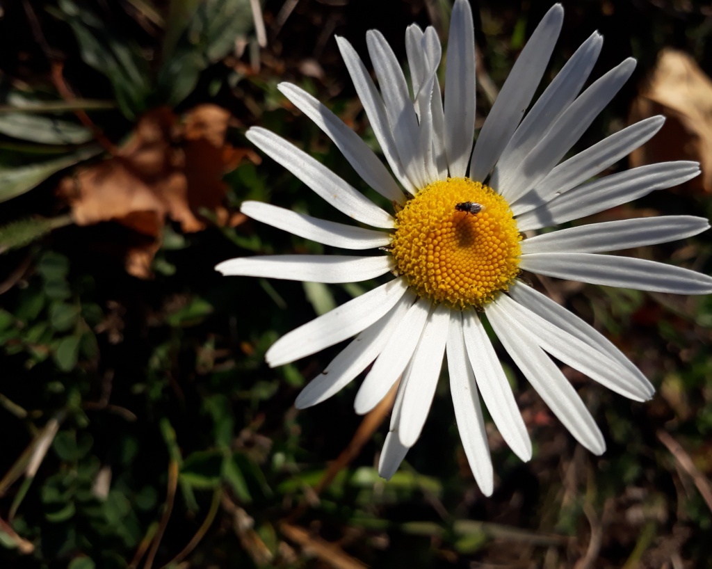 
Рис. 1 Шафран сетчатый (Crocus reticulatus Stev. ex Adams) – нуждается в охране, как редкий вид с сокращающейся численностью, фото В.В. Юферевой

Это удивительно еще и потому, что прошедшей осенью мы до декабря наблюдали позднее цветение некоторых трав, в том числе нивяник обыкновенный и черноголовку крупноцветковую (Рис. 2 и Рис. 3).

