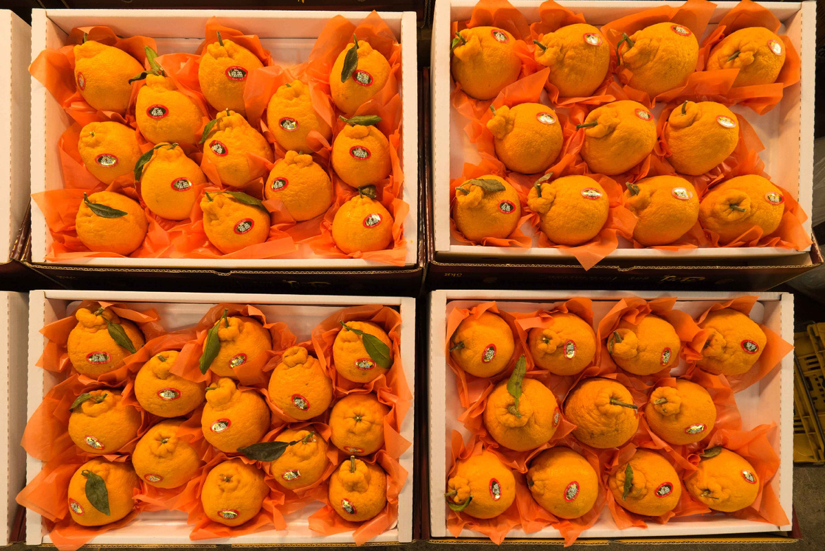 Мандарины сорта халлабон, Jeju Folk Fiveday Market. Источник: KTO - Kim Jiho