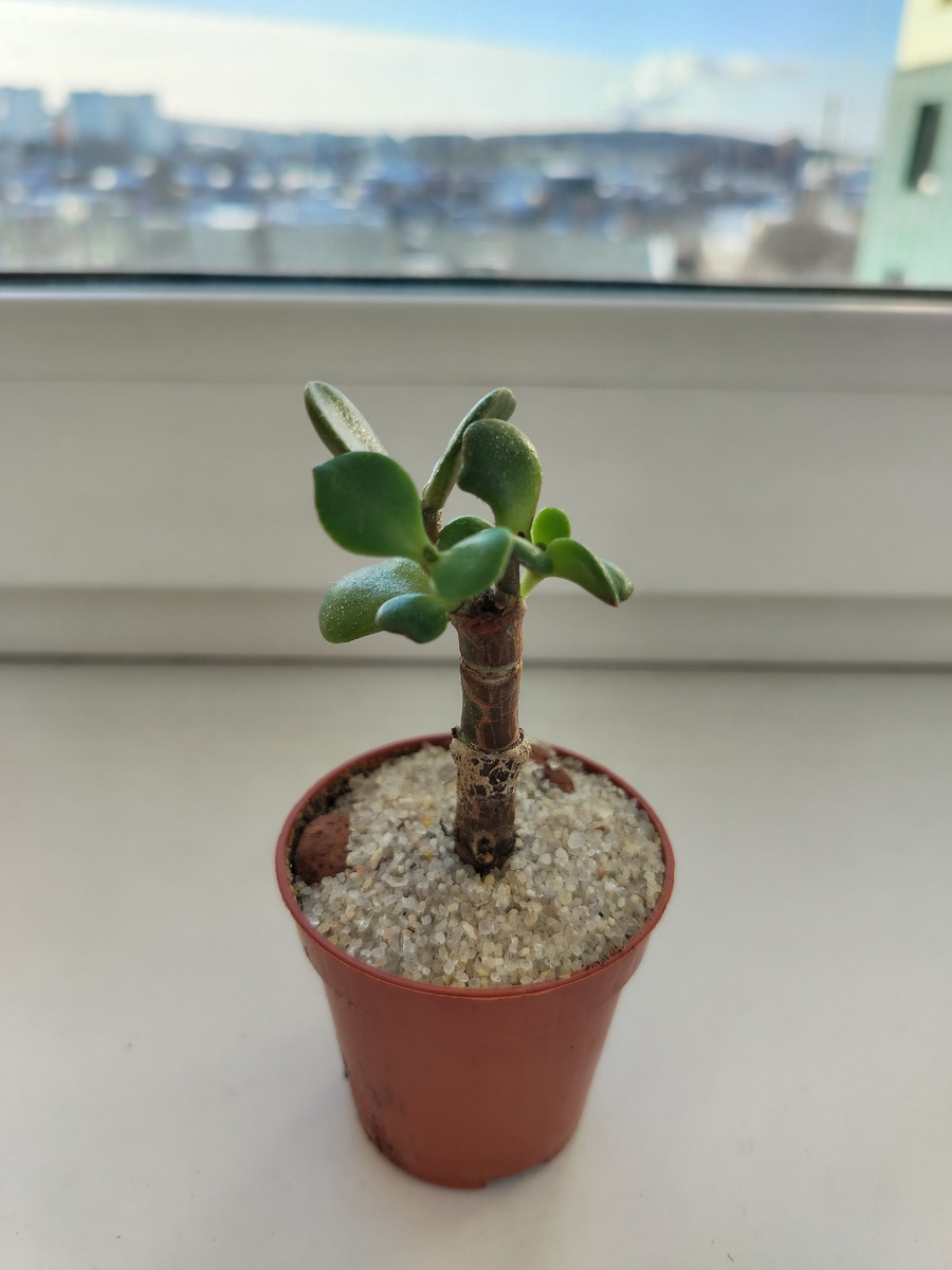 А это моя толстянка, формирую в стиле Бонсай 🌿