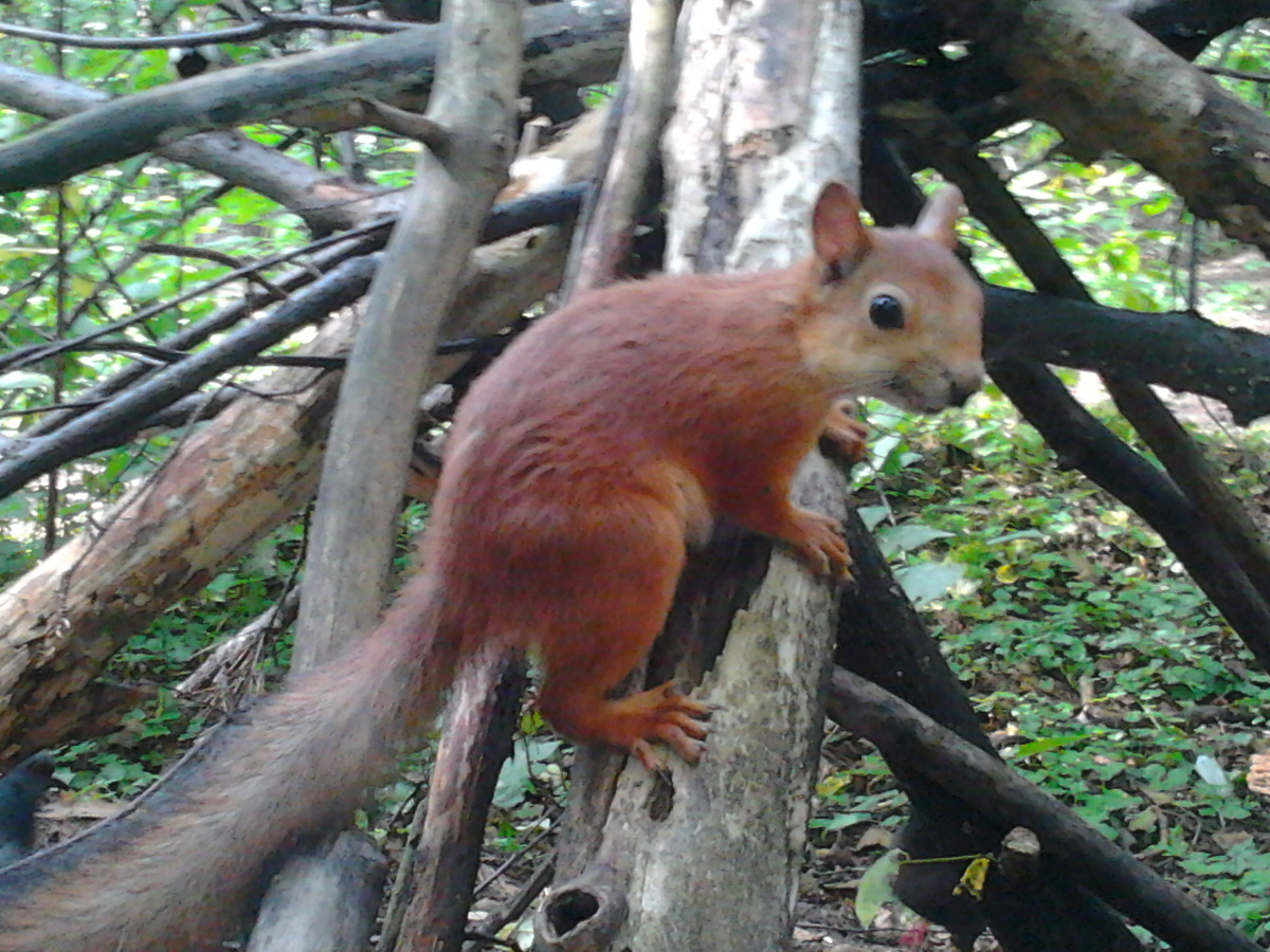 Фото автора