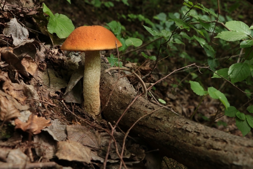 Этот гриб называют подосиновиком красным, или обыкновенным, или кроваво-красным, среди популярных народных встречаются и такие – красюк, красник, или просто осиновик. Принадлежит к роду обабок семейства болетовых.