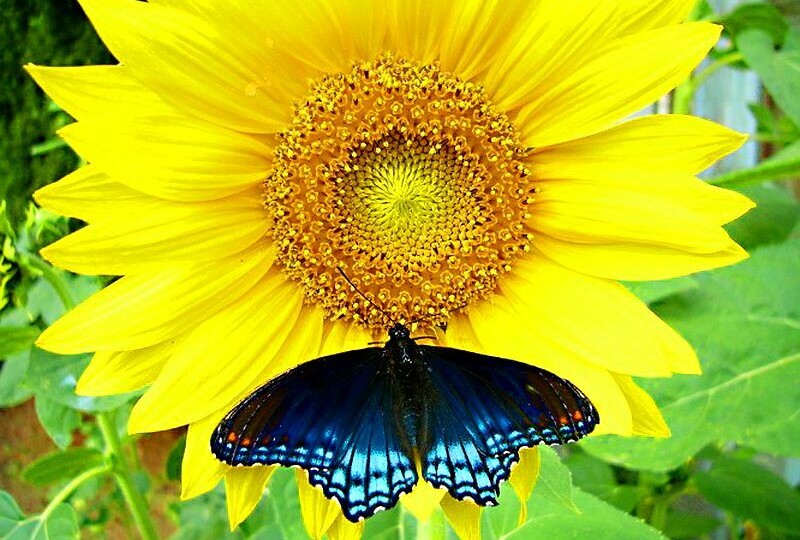 💖Шуточный гороскоп: какой Вы овощ в своем саду