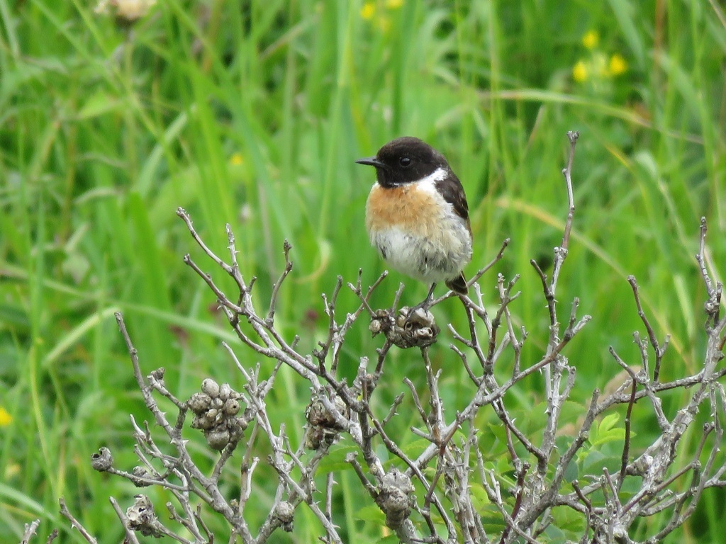 Черноголовый чекан Saxicola torquata (Linnaeus, 1766).
Пролетный, гнездящийся вид орнитофауны
Национального парка «Кисловодский»