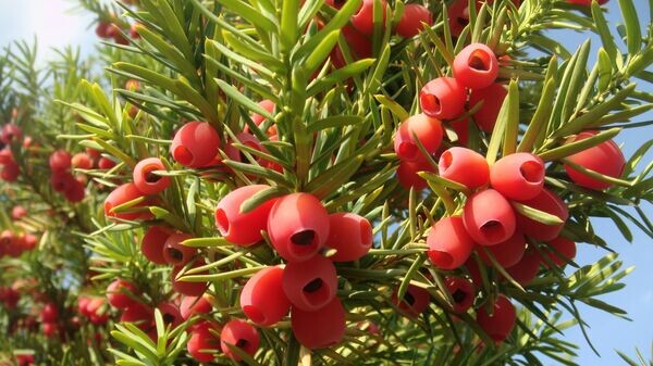    © ru.wiktionary.org