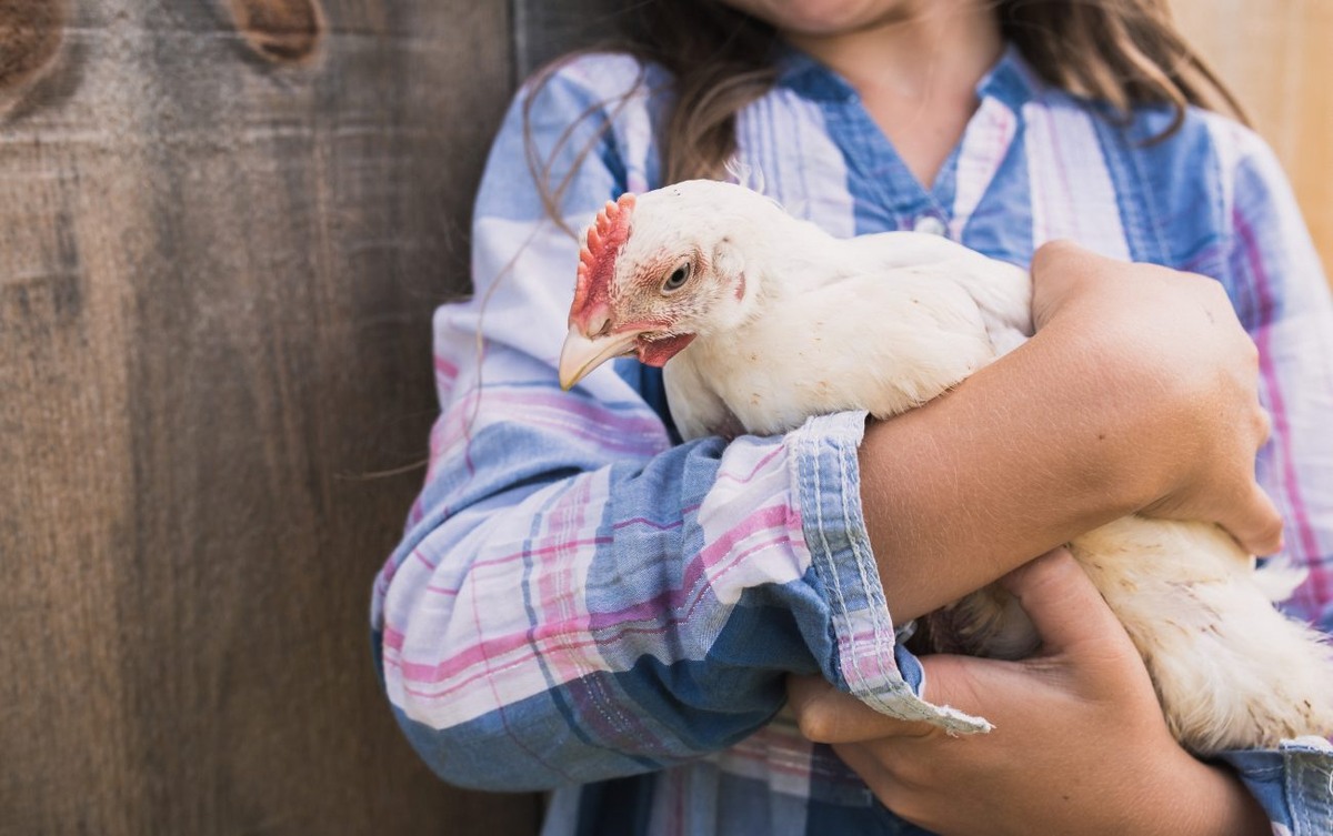Курочка с больными суставами не будет активной