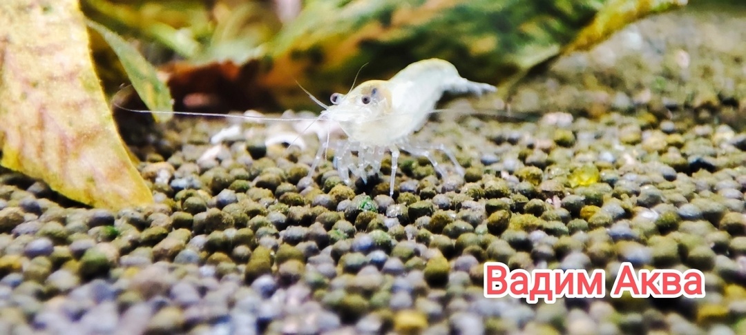 Аквариумная Креветка снежинка или белая жемчужина.