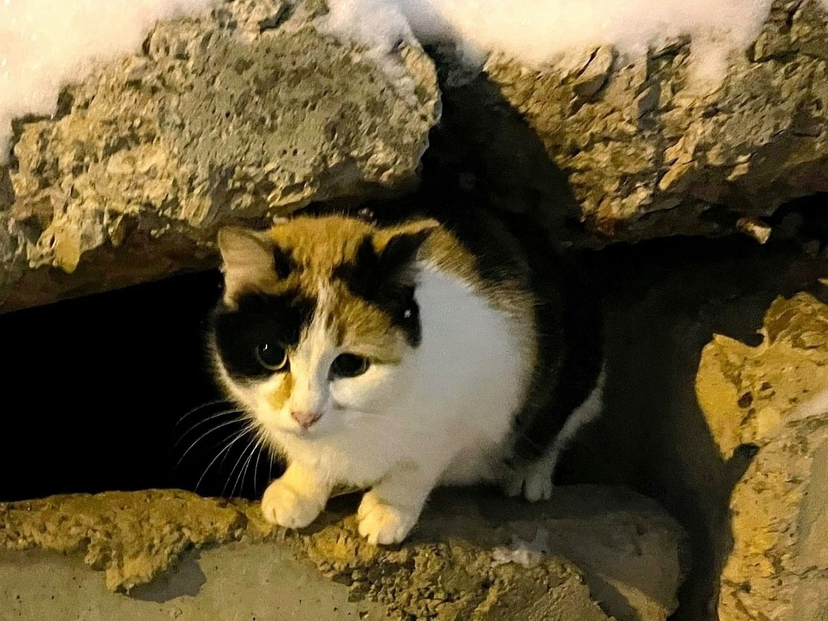 Кошечка выглядывала ко всем, кто подходил к теплотрассе