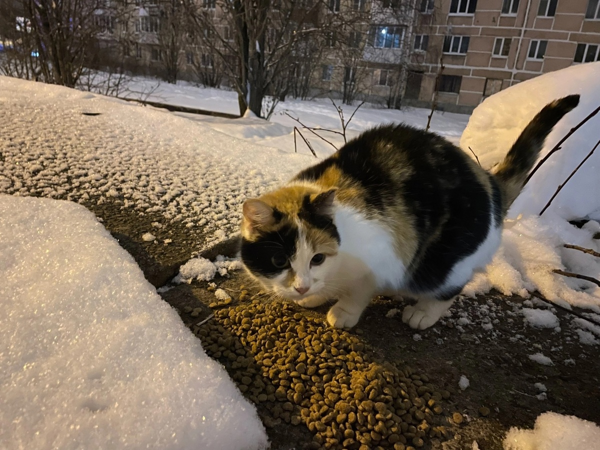 Бывшедомашние кошки, сидящие на холодных плитах, вызывают особую жалость