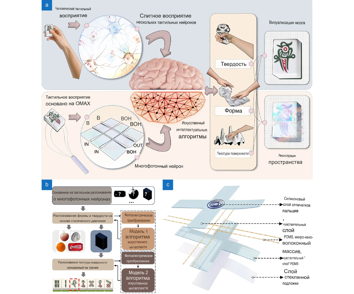 Проектирование и изготовление многофотонной нейронной тактильной кожи. (a) Процесс пространственной реконструкции многофотонной нейронной тактильной кожи. (b) Блок-схема взаимодействия каждого модуля. (c) Структура многофотонной нейронной тактильной кожи, которая состоит из трёх слоёв: силиконового контактного слоя, сенсорного слоя PDMS с массивом OM и слоя стеклянной подложки. Источник: Zhou HY, Zhang C, Nong HC et al. Multi-photon neuron embedded bionic skin for high-precision complex texture and object reconstruction perception research. Opto-Electron Adv 8, 240152 (2025).